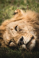 Poster - Mighty lion in a field in wilderness