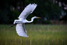 A Great Egret Takes Flight In A Marsh Near Charleston, SC.