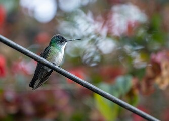 Wall Mural - Closeup shot of an azure-crowned hummingbird perched on a cable on blurred background