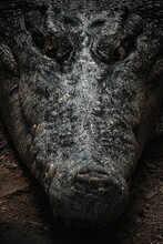 Closeup Shot Of Crocodile Head