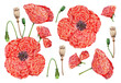 Set of red poppy flowers. Bouquet of field plants in bloom. Flower bud, dry head with seeds. Hand drawn watercolor colored pencils illustration isolated on white background.
