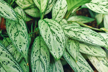 Leaves  Of Tropical 'Aglaonema Commutatum Silver Queen' Plant With Beautiful Silver Markings