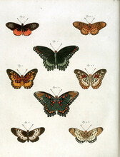 Vertical 19th-century Vintage Illustration Of Colorful Butterflies