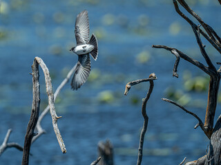 Canvas Print - An eastern kingbird flies from a tree across the blue waters of a pond