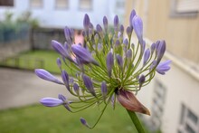 Agapanthus Is A New Plant In My Garden