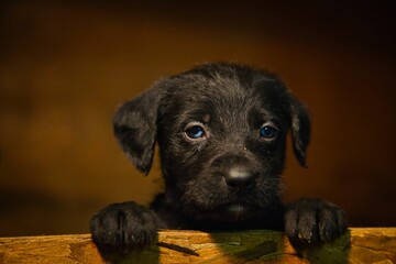 Adorable black puppy with blue eyes