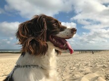 Portrait A Springer Spaniel With An Open Mouth Sitting At The Beach