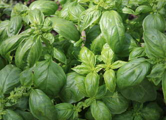 Full frame herbal image of lush green healthy basil foliage