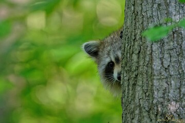 Poster - Adorable shy raccoon hiding behind a tree trunk