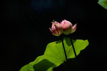 Closeup Shot Of Two Pink Waterlily Buds On A Black Background