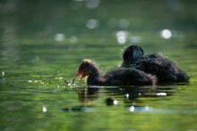 Closeup Shot Of Two Adorable Baby Eurasian Coots (Fulica Atra) In The Water
