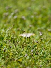 Sticker - Vertical shot of wild flowers in the field