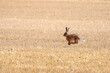 © leomalsam - hare run field danger