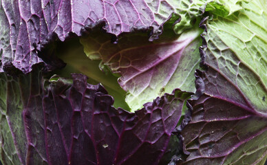 Wall Mural - Macro-photography of a French variety Violet de Pontoise cabbage for food illustration