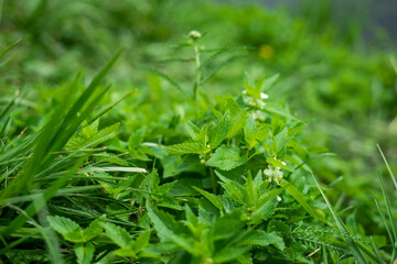 Floral garden in summer. Plants in park