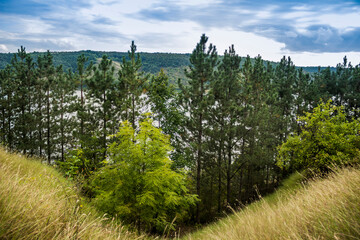 some pines on the Dnister riverbank, National Nature Park Podilski tovtry, Ukraine