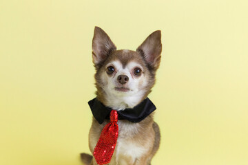 Wall Mural - Employee of the month Dobby the tan and white chihuahua dog sits alert wearing red tie for adorable pet portraits solid yellow background