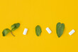 Mint green with leaves and chewing gum on yellow background