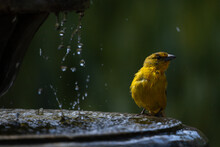 Orange Bird Bathing On A Garden Fountain. The Hepatic Tanager (Piranga Flava) Female. Happiness Concept.