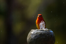 Orange Bird Bathing On A Garden Fountain. The Hepatic Tanager (Piranga Flava) Male. Happiness Concept.