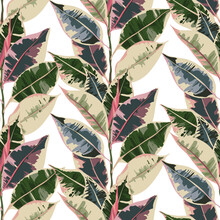 Houseplants. Botanical Vector Illustration Pattern, Light  Background.Variegated Plants, Multi Colored Leaves. Ficus Tricolor