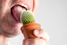 Close-up, Male Tongue Licking A Cactus.