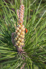 Wall Mural - Flowering branch of a coniferous tree in nature in spring