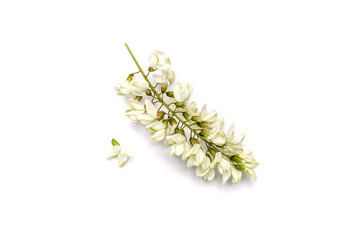 Wall Mural - Acacia flowers on white background