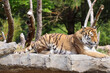 Panthera tigris (Tiger)
