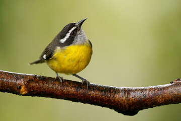 Wall Mural - bananaquit - coereba flaveola passerine bird, tanager family, often placed in its own family coerebi