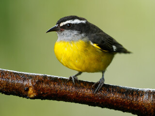 Wall Mural - bananaquit - coereba flaveola passerine bird, tanager family, often placed in its own family coerebi