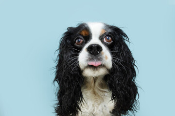 Portrait funny and cute cavalier spaniel charles king dog. Isolated on blue pastel background