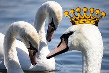 The Swan King. A Fairy-tale World In A Wonderland. The Mute Swan Is A Very Large White Waterbird. It Has A Long S-shaped Neck And An Orange Bill With A Black Base And A Black Knob. 