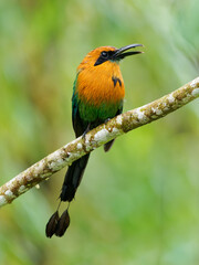 Wall Mural - broad-billed motmot - electron platyrhynchum long tailed bird found in bolivia, brazil, colombia, co