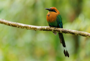 Wall Mural - broad-billed motmot - electron platyrhynchum long tailed bird found in bolivia, brazil, colombia, co