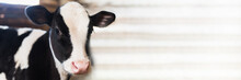 Calf On The Farm. Inside The Farm Is A Cute Baby Cow. A Lot Of Hay. Web Banner.