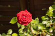 Czerwona róża w rozkwicie.
