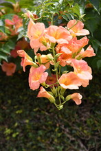 Trumpet Vine Flowers. Bignomiaceae Deciduous Vine. The Flowering Season Is From July To August. It Grows Vines On Trees And Walls And Blooms Large Orange And Red Flowers.