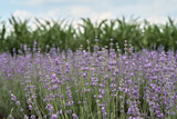 Fototapeta Lawenda - Lavender field. Field of corn. horizontal field.