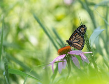 Side Angle Shot Of Beautiful Monarch Butterfly Sitting On Top Of Pretty Purple Coneflower In The Middle Of A Wildflower Meadow