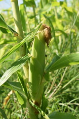 Canvas Print - Ear of Corn on a Corn Stalk