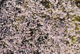 Fototapeta Desenie - Sakura Tree Blooming in Spring, Top Down View