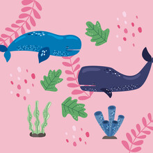 Two Whales And Seaweed