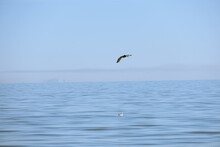 Water Louisiana Pelican Diving