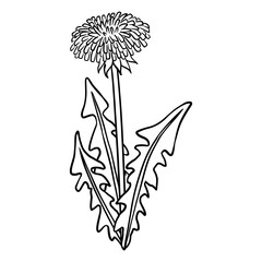 Poster - Dandelion botanical lineart vector icon. Summer flower comic style image. Hand drawn isolated lineart illustration for prints, designs, cards. Web and mobile