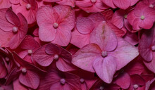 Pink Hydrangea Flower Close Up Shot.