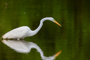 Wall Mural - Snow white Egret in the lake hunting for fish.