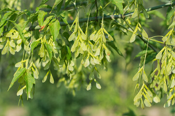acer negundo, box elder fruit on branch closeup selective focus