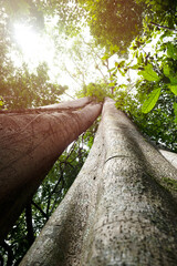 Wall Mural - big beech trees in rainforest