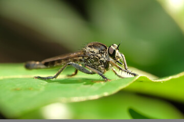 Wall Mural - A robber fly from the family Asilidae perched on a plant leaf with bokeh background